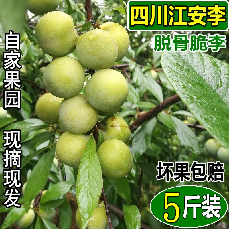 Sichuan Province Jiang fresh fruit Lee crisp Off the bone Plums pregnant woman fruit 5 poundsin the Aquatic meat/Fresh fruits and vegetables/Cooked , Fresh fruit , Other category - from Buy2taobao.com to provide professional Taobao agent buy service