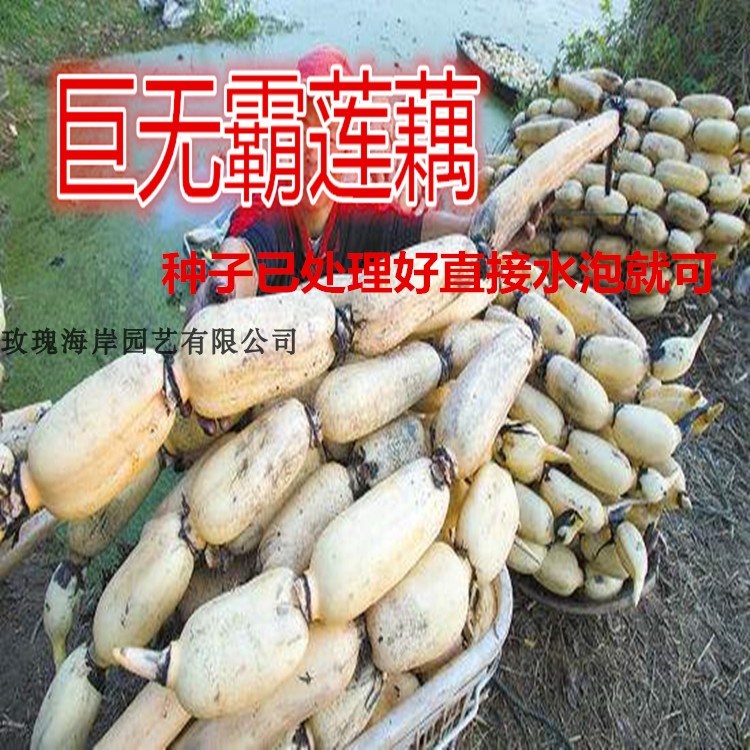 巨无霸莲藕种子高产莲藕种子粉脆莲藕种子叶子高达2米以上浅深水在类目 3C数码配件, 手机配件, 手机支架/手机座中 - 来自Buy2taobao.com提供专业的淘宝代购服务