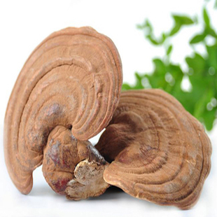  诚信参茸 长白山半野生灵芝 原生态带粉赤灵芝 清热去火