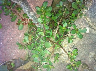  纯野生绿色食品 新鲜马齿苋 五行草 长寿菜 瓜仁菜 瓜子菜