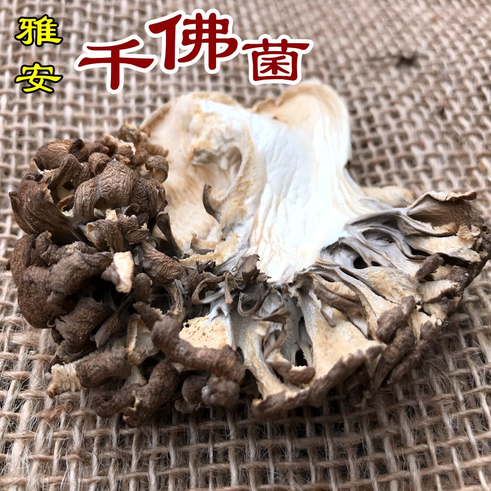 四川雅安名山千佛菌灰树花无泥沙栗子蘑舞茸干货食用菌100g食用菌在类目 粮油米面/南北干货/调味品, 南北干货/肉类干货, 干货/土特产, 香菇类中 - 来自Buy2taobao.com提供专业的淘宝代购服务