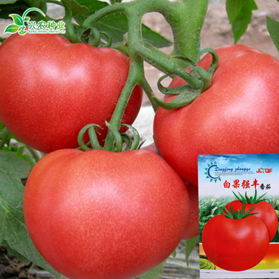 大番茄西红柿种子 农家高产番茄籽 阳台盆栽四季西红柿籽蔬菜种子