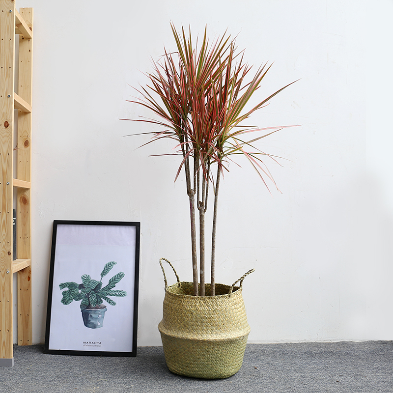 芳心草室内植物盆栽七彩千年木五彩龙血树除甲醛高档绿植花卉盆景|msdalam kategori penghantaran bunga/bunga simulasi/tumbuhan berkebun, bunga/Tumbuh-tumbuhan tumbuh-tumbuhan pasu (baru), tumbuh-tumbuhan hijau - dari Buy2taobao.com untuk memberikan perkhidmatan ejen Taobao profesional membeli