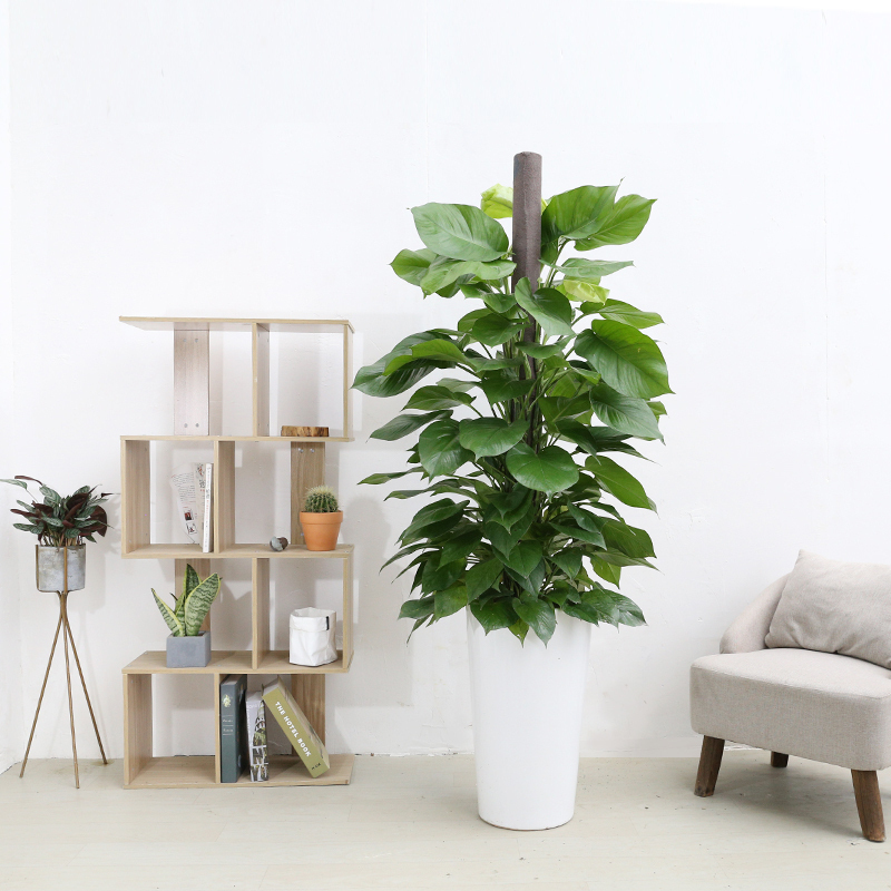芳心草绿萝盆栽成都植物室内大型绿植办公室大绿萝吸甲醛客厅大盆在类目 鲜花速递/花卉仿真/绿植园艺, 花卉/绿植盆栽(新), 绿植中 - 来自Buy2taobao.com提供专业的淘宝代购服务