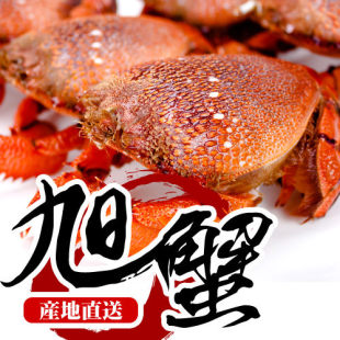 新品进口老虎蟹旭蟹即食螃蟹蟹黄 火锅新鲜蟹脚海鲜 10只85折扣
