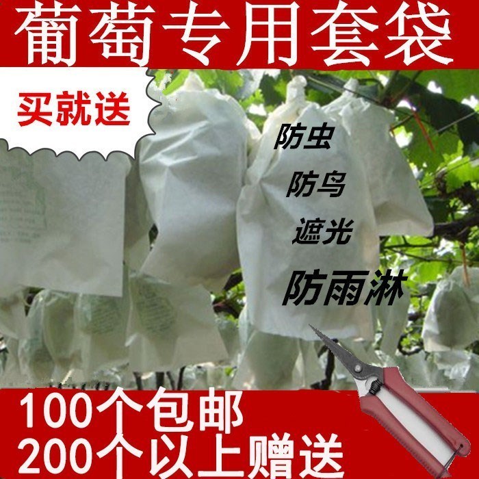 隔离柑橘大葡萄匍萄纸袋子果园包果袋白色水果套袋种植露天育果袋|msdalam kategori penghantaran bunga/bunga simulasi/tumbuhan berkebun, Gardening Supplies, Peralatan Perkebunan lain - dari Buy2taobao.com untuk memberikan perkhidmatan ejen Taobao profesional membeli