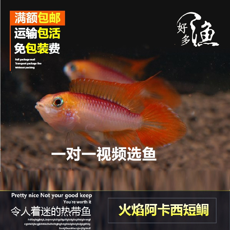 特价火焰阿卡西短鲷热带观赏鱼血艳阿卡西活体鱼白化火焰阿卡西在类目 宠物/宠物食品及用品, 水族世界, 鱼中 - 来自Buy2taobao.com提供专业的淘宝代购服务