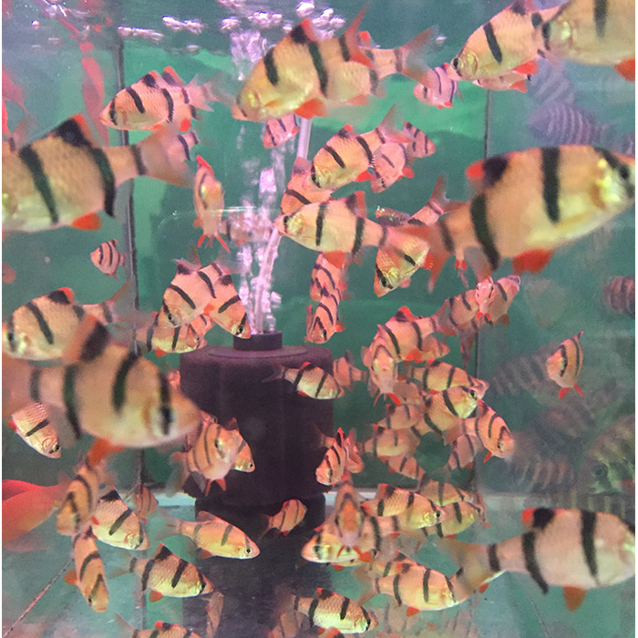 邮包活体特价中小型宠物热带观赏三间虎皮鱼群