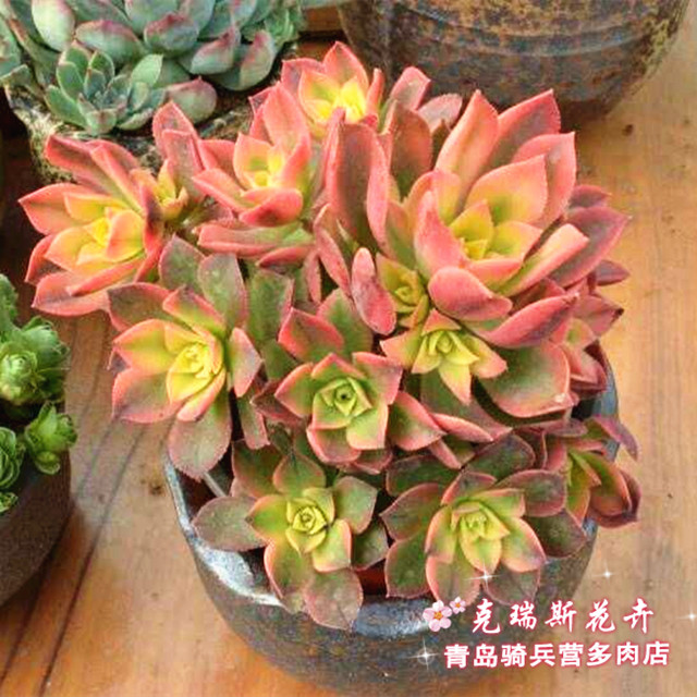 多肉植物 艳日辉 艳日晖 清盛锦 夕映 多头群生 带小桩3头以上在类目 鲜花速递/花卉仿真/绿植园艺, 花卉/绿植盆栽(新), 多肉植物中 - 来自Buy2taobao.com提供专业的淘宝代购服务