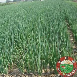  好评如潮爱心香葱小葱,新鲜蔬菜公益销售今日秒杀促销菜市场超市