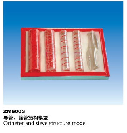 zm6003导管筛管结构解剖模型