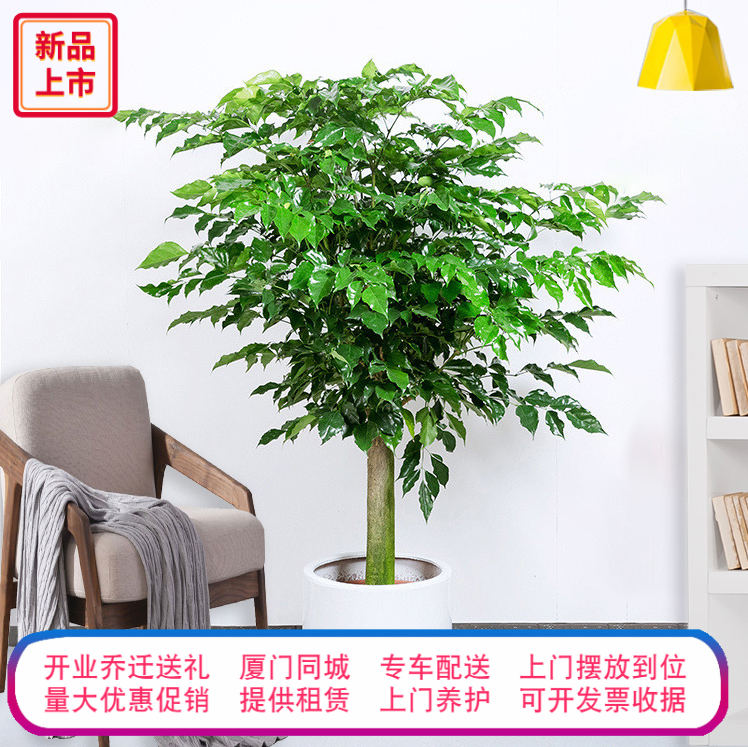 Emerald tree Botany Potted plant indoor flowers and plants Green Tree large Green plant Pachira bonsai The opening Housewarming Giftsin the Flower delivery/Flowers simulation/Plants gardening , Flowers/Potted plants (New) , Large plants/Potted finished composition category - from Buy2taobao.com to provide professional Taobao agent buy service