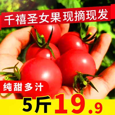 现摘现发新鲜千禧圣女果5斤樱桃小番茄水果农家西红柿包邮