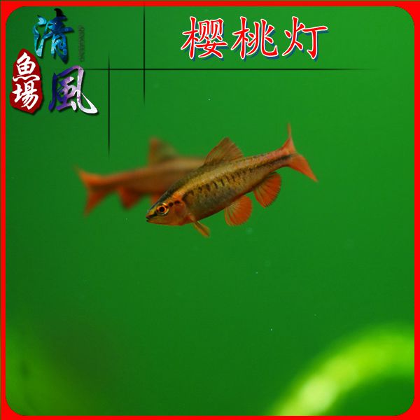 红玫瑰长尾樱桃灯鱼小型淡水鱼灯类鱼热带观赏鱼活体鱼包邮包活|msdalam kategori haiwan peliharaan/makanan haiwan dan bekalan, Aquarium World, ikan - dari Buy2taobao.com untuk memberikan perkhidmatan ejen Taobao profesional membeli