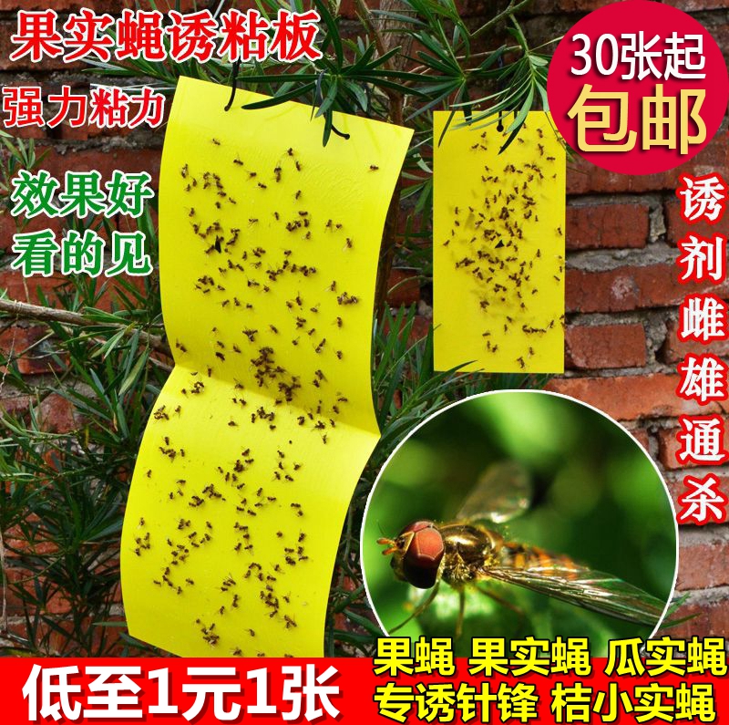 包邮瓜果实蝇果蝇诱粘板果蝇果实蝇瓜实蝇桔小实蝇针蜂黏板诱捕器在类目 鲜花速递/花卉仿真/绿植园艺, 园艺用品, 其它园艺用品中 - 来自Buy2taobao.com提供专业的淘宝代购服务