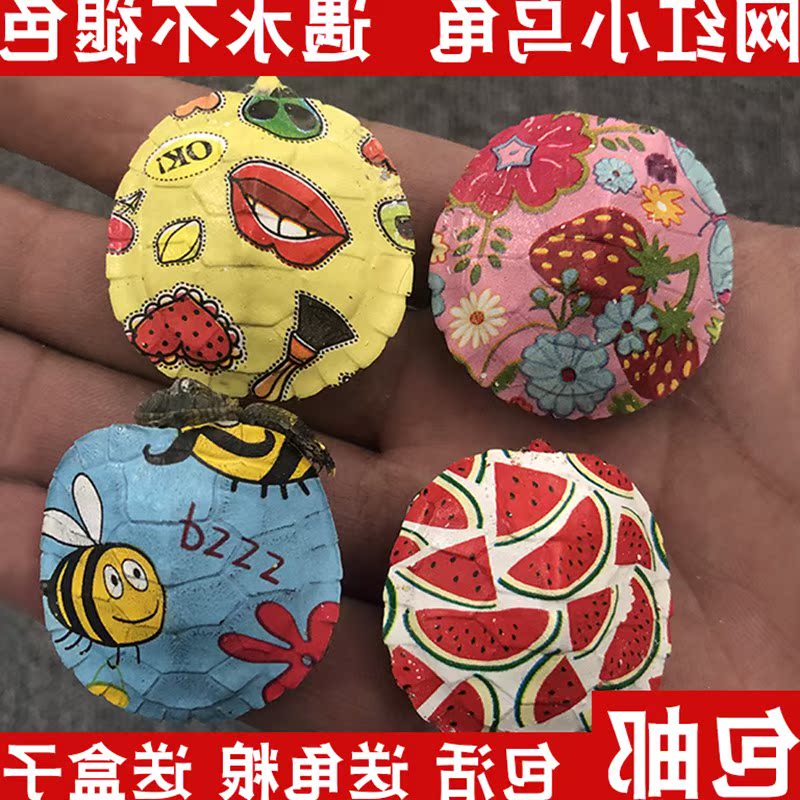 巴西龟饲料龟粮 通用宠物观赏活物红耳龟苗宠物龟小乌龟观赏龟在类目 宠物/宠物食品及用品, 水族世界, 龟/鳖中 - 来自Buy2taobao.com提供专业的淘宝代购服务