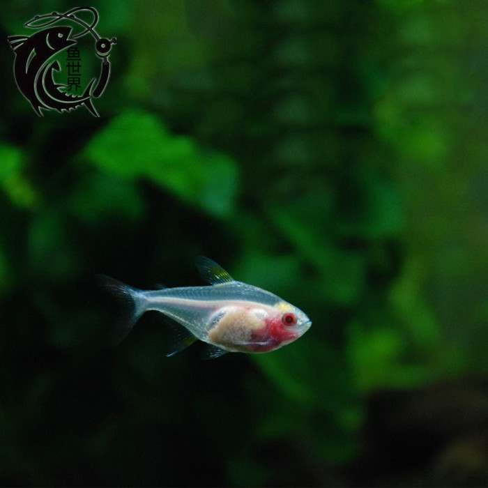 YSJ Glass bunting fish Red Belly Fish Glass Light fish Transparent Fish Tropical Fish Ornamental fishin the Pet/Pet food and supplies , Aqua World , Fish category - from Buy2taobao.com to provide professional Taobao agent buy service