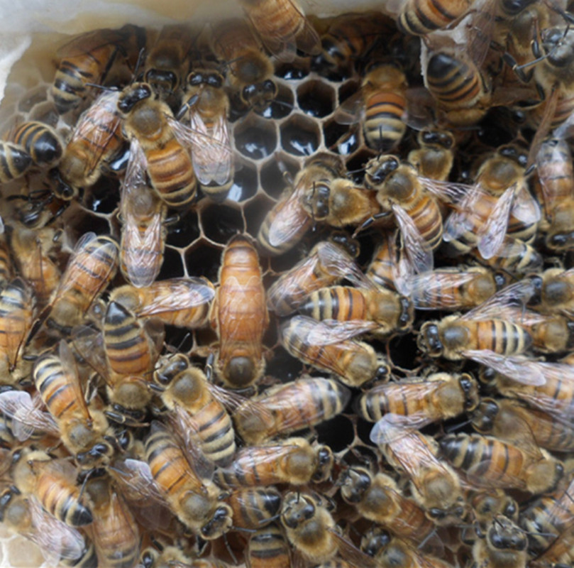 Italian queen The new king of Italian bees Italian queen bees Italian queen bee species Wang honey type Royal jelly Wang Yi Virginin the Pet/Pet food and supplies , Other pets , Other pets category - from Buy2taobao.com to provide professional Taobao agent buy service