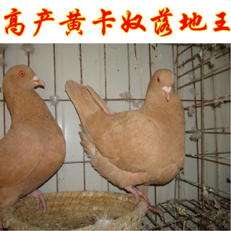 落地王种鸽包下蛋一对鸽子活一对 观赏鸽 鸟活体 元宝鸽 活体鸟在类目 宠物/宠物食品及用品, 鸟类及用品, 鸟中 - 来自Buy2taobao.com提供专业的淘宝代购服务