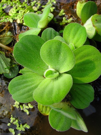 大薸 三株 水浮蓮觀音蓮台 漂浮水養培植物 室內辦公室桌水花卉在類目 鮮花速遞/花卉仿真/綠植園藝, 創意迷你植物中 - 來自Buy2taobao.com提供專業的淘寶代購服務