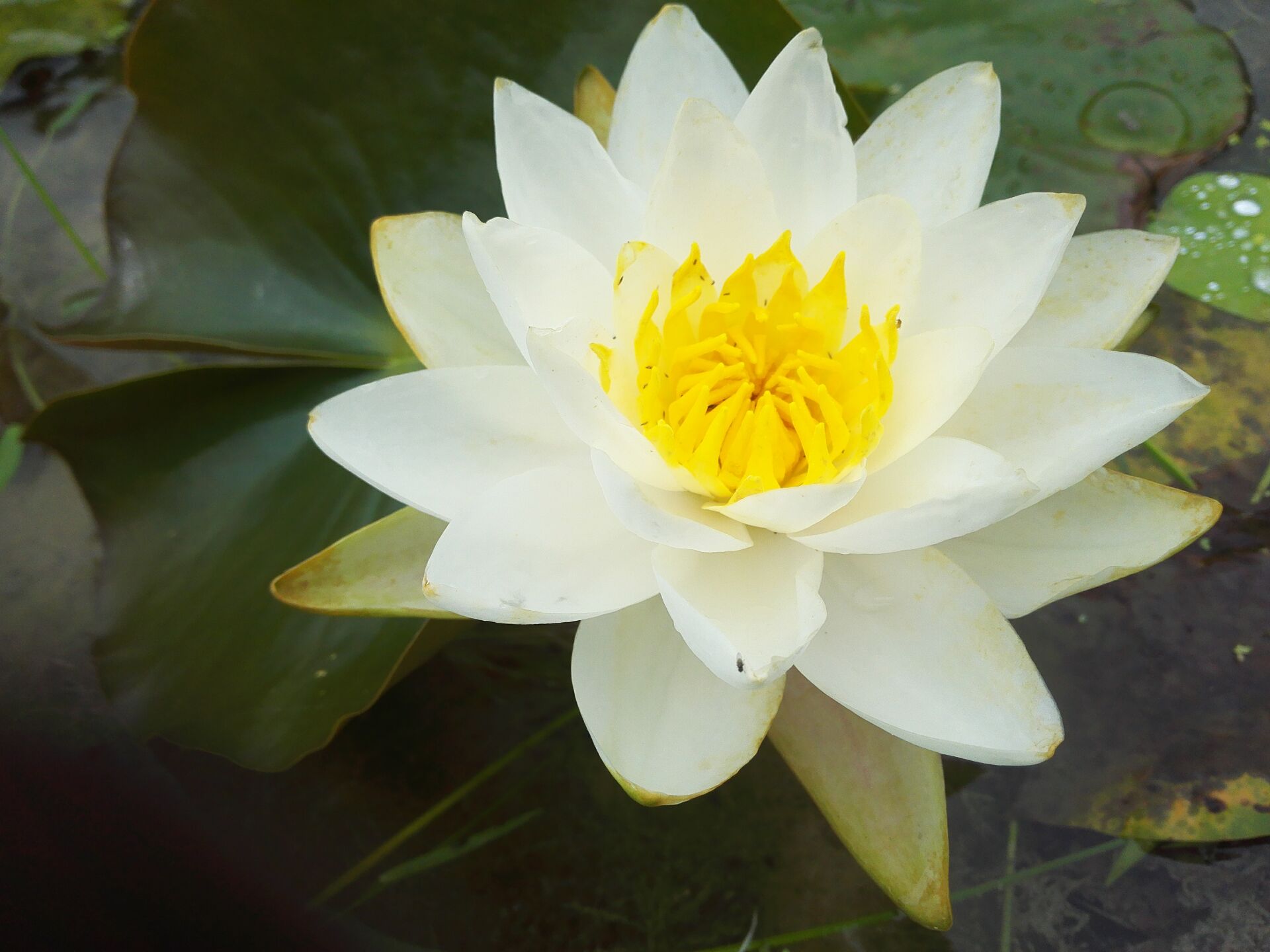 宽瓣白 大型睡莲种茎 池种不宜盆栽 湖南美丽莲花园杨德高在类目 鲜花速递/花卉仿真/绿植园艺, 花卉/绿植盆栽(新), 花卉中 - 来自Buy2taobao.com提供专业的淘宝代购服务