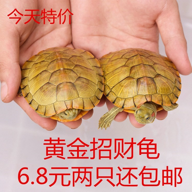 宠物小型好养 便携乌龟淡水小宠龟活物龟招财龟红耳宠物苗情侣龟在类目 宠物/宠物食品及用品, 水族世界, 龟/鳖中 - 来自Buy2taobao.com提供专业的淘宝代购服务