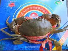  大公青蟹正宗三门青蟹鲜活海鲜水产公蟹雄蟹蝤蛑小螃蟹单只半斤