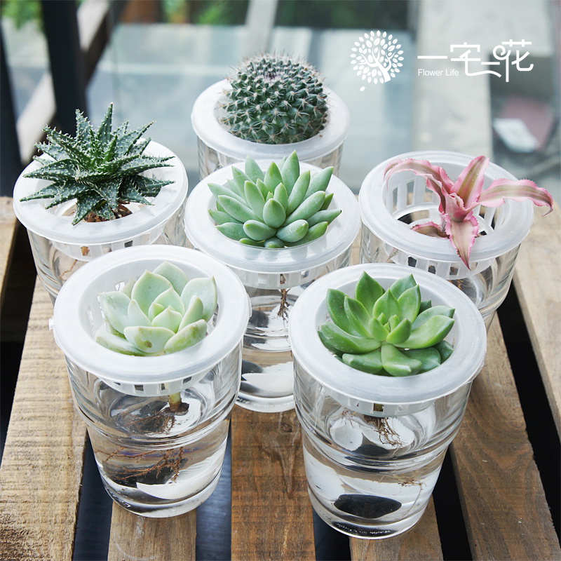 水培多肉植物哪种好?水培多肉植物价格,水培多