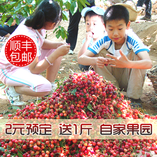  预售 烟台大樱桃/包邮 送一斤 /车厘子团购/预定/樱桃 新鲜水果