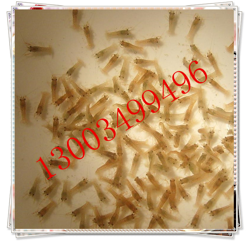 living thing freshwater Lobster seedlings Cultured shrimp Prawn vaccine Red shrimp seedling Shrimp Shrimp seedling Brood shrimpin the Pet/Pet food and supplies , Aqua World , Shrimp category - from Buy2taobao.com to provide professional Taobao agent buy service