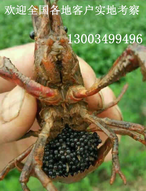Fresh Lobster seedlings living thing breed Crayfish Shrimp Crayfish Seedling Fresh Freshwater lobster seedlingsin the Pet/Pet food and supplies , Aqua World , Shrimp category - from Buy2taobao.com to provide professional Taobao agent buy service