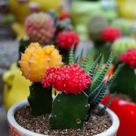 花卉种子 仙人球种子 仙人掌种子 多肉植物 形态