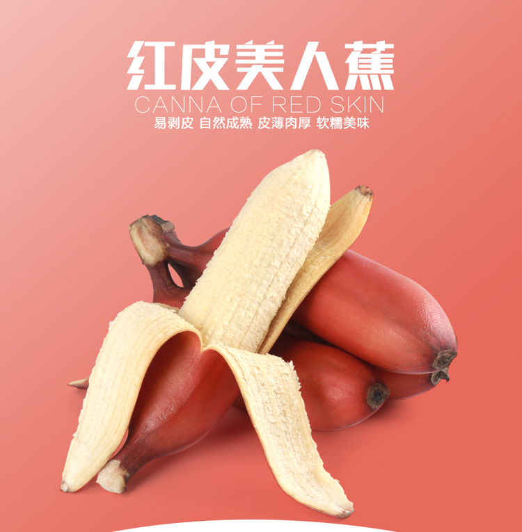 3斤紅香蕉産地直發土樓紅香蕉在類目 水產肉類/新鮮蔬果/熟食, 新鮮水果, 香蕉中 - 來自Buy2taobao.com提供專業的淘寶代購服務