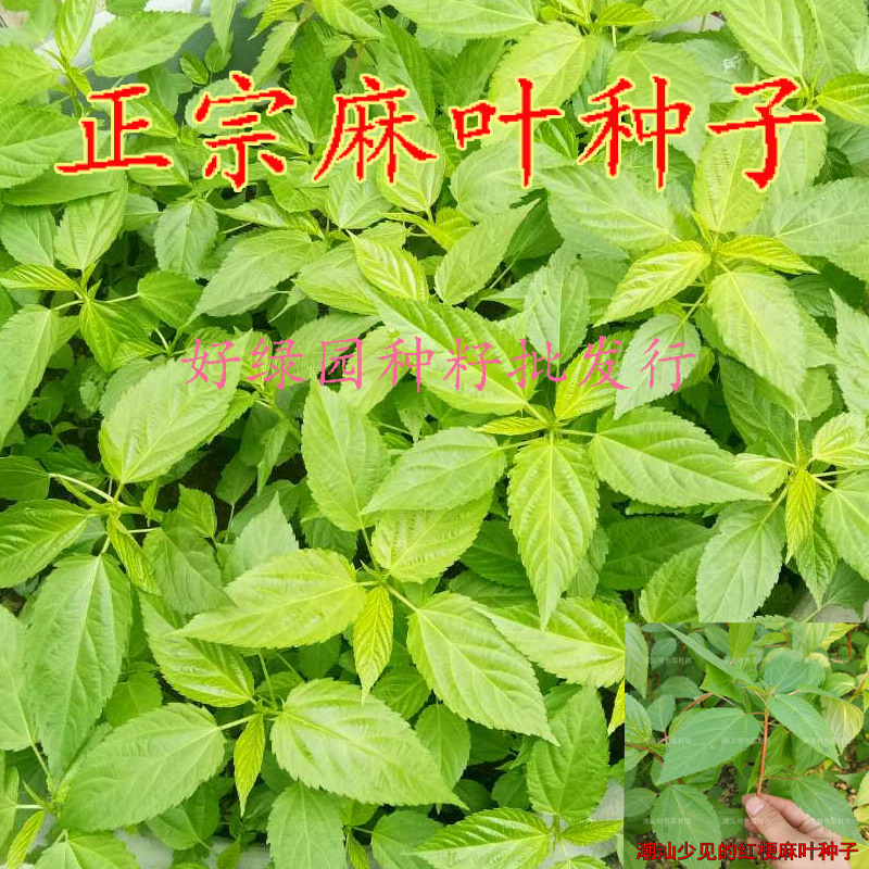 Chaozhou Mama seed Kenaf White linen High yield Vegetables seed balcony courtyard Agriculture Otain the Flower delivery/Flowers simulation/Plants gardening , Flowers/Fruits and vegetables/Lawn seed (New) , Home & Garden Seeds category - from Buy2taobao.com to provide professional Taobao agent buy service