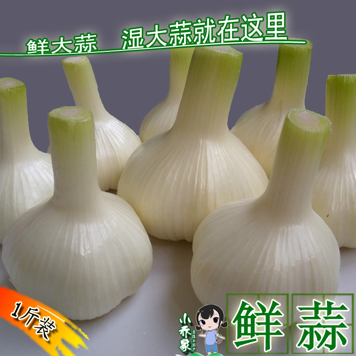 2019 fresh Garlic New garlic Pickled Garlic Garlic bulb Shandong Cangshan White Fresh Garlic 500gin the Aquatic meat/Fresh fruits and vegetables/Cooked , Fresh vegetables/Vegetable products , Garlic category - from Buy2taobao.com to provide professional Taobao agent buy service