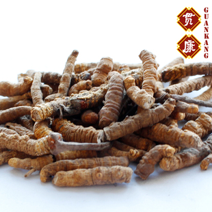  【贯康】冬虫夏草 小号断草 青海玉树 新虫草批发