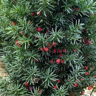确保正品 曼地亚红豆杉盆栽树苗 大小规格齐 功效强大 最名贵花卉