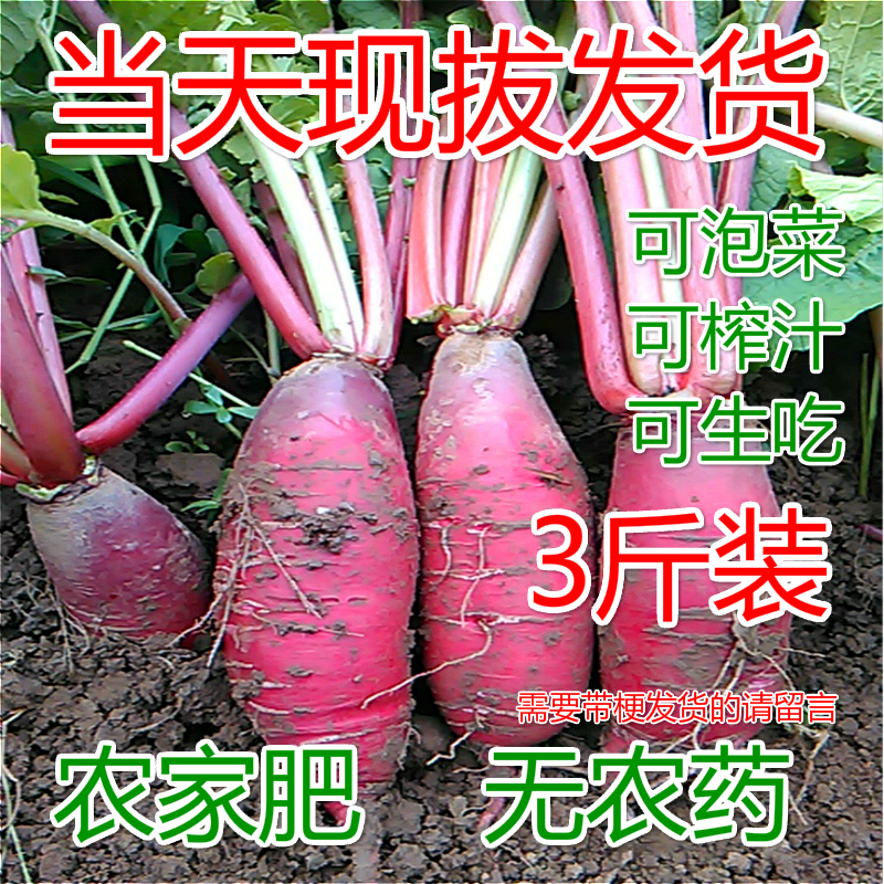 农家自种新鲜蔬菜红皮萝卜白心胭脂泡菜水红萝卜3斤装包邮农产品|ruв категории водной мясо/свежие фрукты и овощи/еда, свежие овощи/овощной продукции, свежие овощи, другие - от Buy2taobao.com для оказания профессиональной услуги покупки агента Taobao