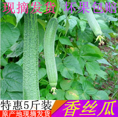 新鮮蔬菜現摘露天種植香絲瓜短肉絲瓜長絲瓜可爆炒炖湯現貨5斤裝在類目 水產肉類/新鮮蔬果/熟食, 新鮮蔬菜/蔬菜製品, 新鮮蔬菜, 其它中 - 來自Buy2taobao.com提供專業的淘寶代購服務