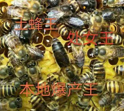 Queen bee of Chinese bee Wang Bin honeybee high quality Wangtaipu Double color Spawning living thing Aba Beein the Pet/Pet food and supplies , Other pets , Other pets category - from Buy2taobao.com to provide professional Taobao agent buy service