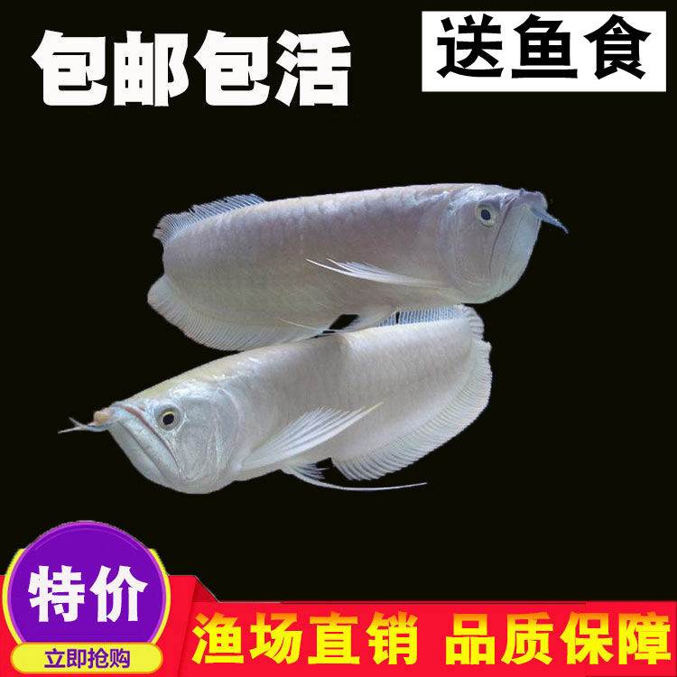 银龙鱼活体小型鱼苗热带观赏鱼大中型淡水风水鱼招财鱼金龙鱼包邮在类目 宠物/宠物食品及用品, 水族世界, 鱼中 - 来自Buy2taobao.com提供专业的淘宝代购服务