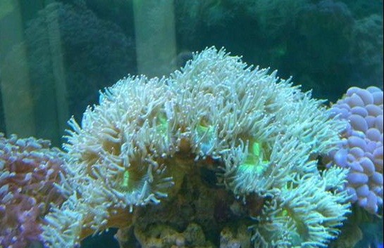 海水生物 尼羅河在類目 寵物/寵物食品及用品, 水族世界, 魚中 - 來自Buy2taobao.com提供專業的淘寶代購服務