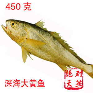  特级新鲜冷冻深海大黄鱼 野生海鱼 海鲜鱼类制品 宁德特产450g