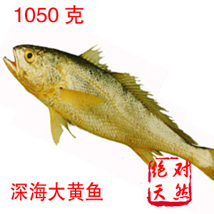  特价 特级新鲜冷冻深海大黄鱼 野生海鱼 海鲜鱼类制品 宁德特产
