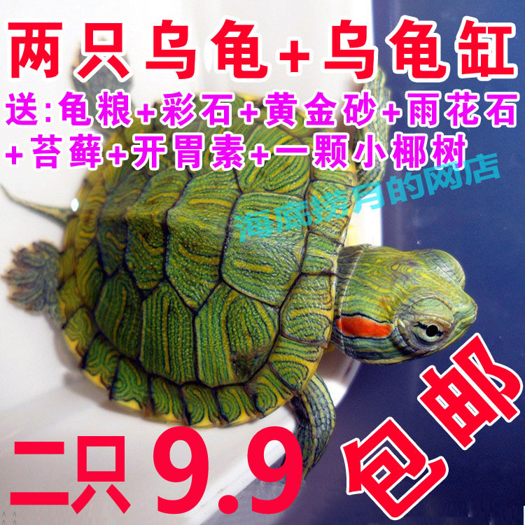 Red-eared seedlings Live turtle Little Turtle Red-eared Pets Turtles live Children's Giftsin the Pet/Pet food and supplies , Aqua World , Turtle/Turtle category - from Buy2taobao.com to provide professional Taobao agent buy service