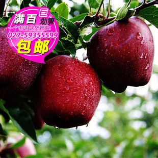  一个进口红蛇果新鲜水果 特级苹果 甜香可口（武汉满百包邮）