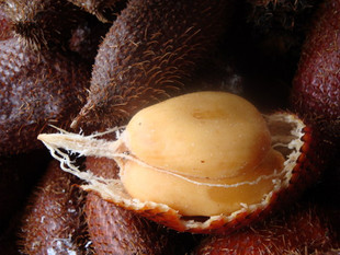  新鲜水果泰国进口蛇皮果刺果西双版纳直销 稀缺水果 抗衰老美容颜