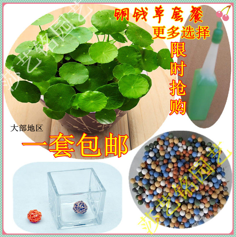 www.shanpow.com_铜钱草的价格是多少。