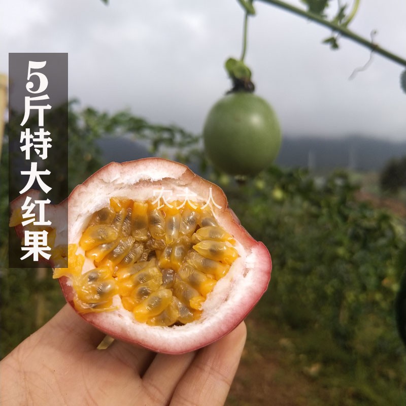 fresh Pick Yunnan Passion fruit Eggs, fruit Passionflower pregnant woman Fruit 5 Large Red berries 25-30 Left-in the Aquatic meat/Fresh fruits and vegetables/Cooked , Fresh fruit , Passion Fruit category - from Buy2taobao.com to provide professional Taobao agent buy service