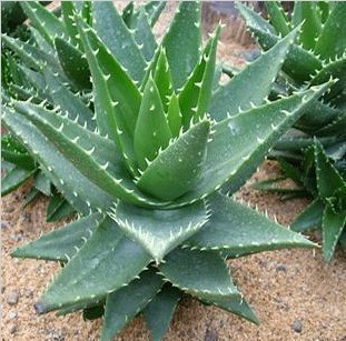 【图】新鲜芦荟食用销售排行 新鲜芦荟食用网